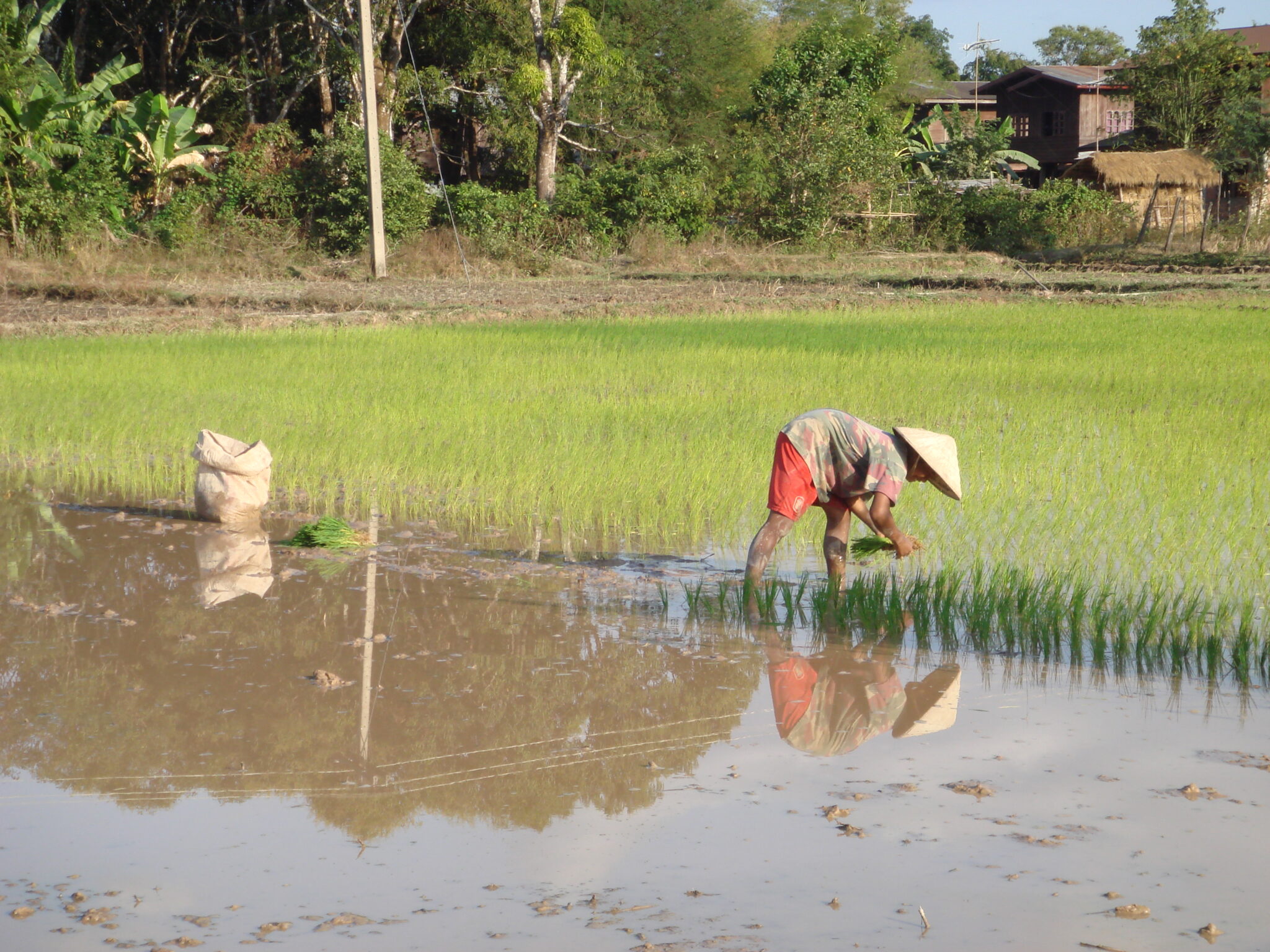 Champ Rice Floods last year cause rice prices in Laos to double - Pha Khao Lao